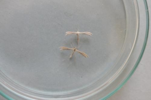 Réf. 294 127 : Merrifieldia sp.